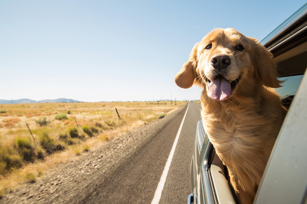 A dog sticking its head out the window of a moving car.