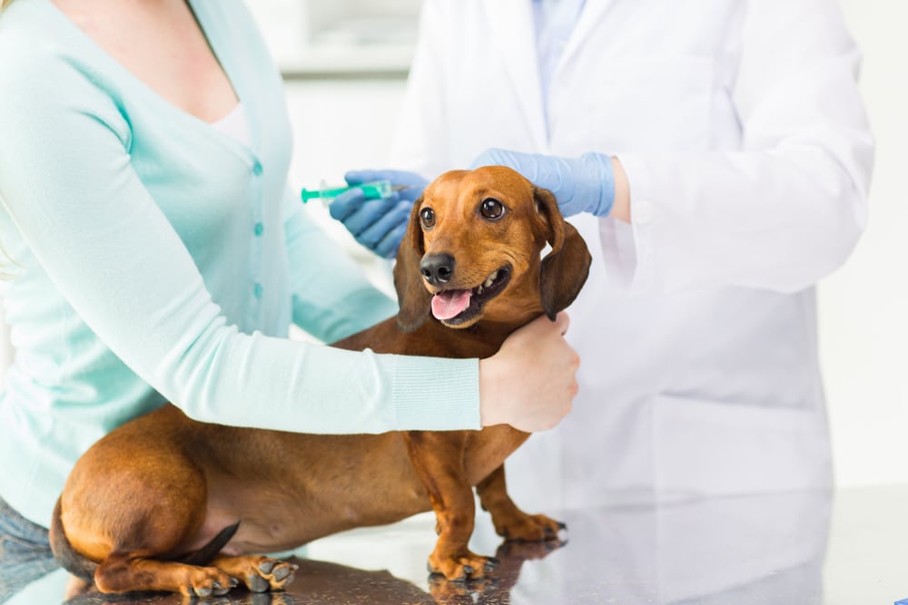 An owner holding their dog while a vet is about to administer a vaccine.