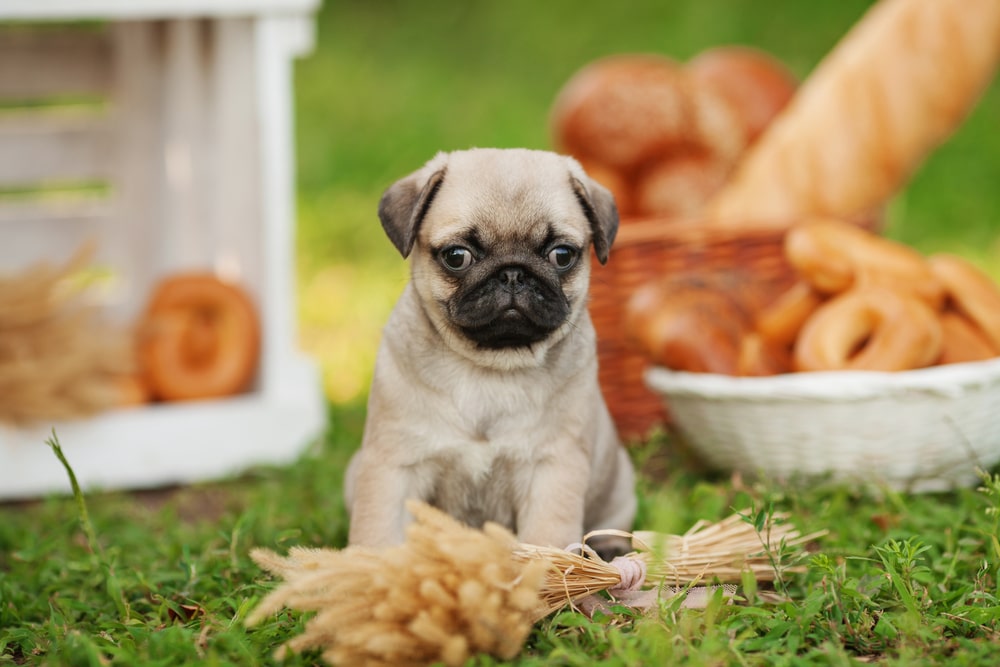 A dog surrounded by bread outside.