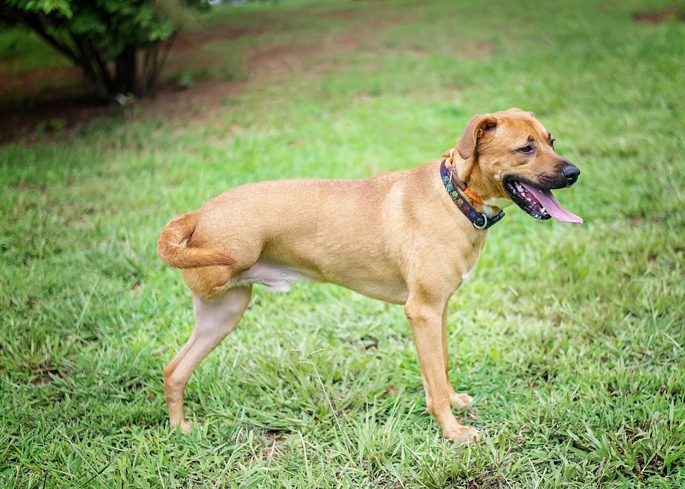 A dog with three legs panting while standing outside.