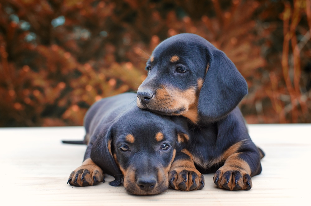 Two puppy dogs laying next to one another.