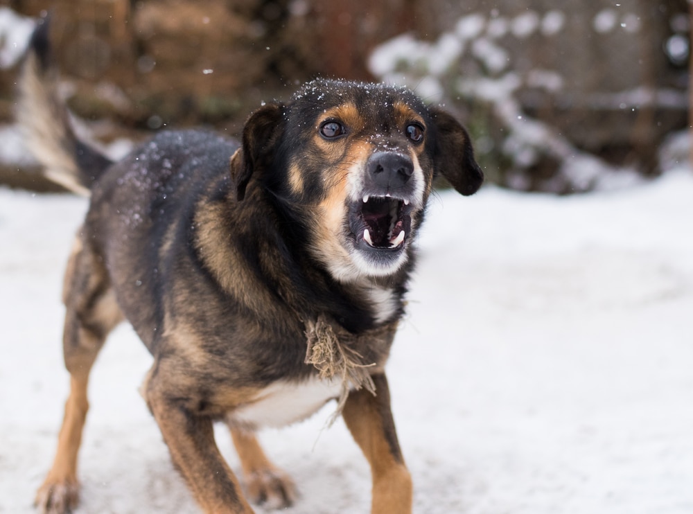 A dog barking while outside.