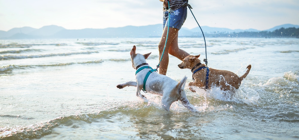 An owner with two dogs playing in the water.