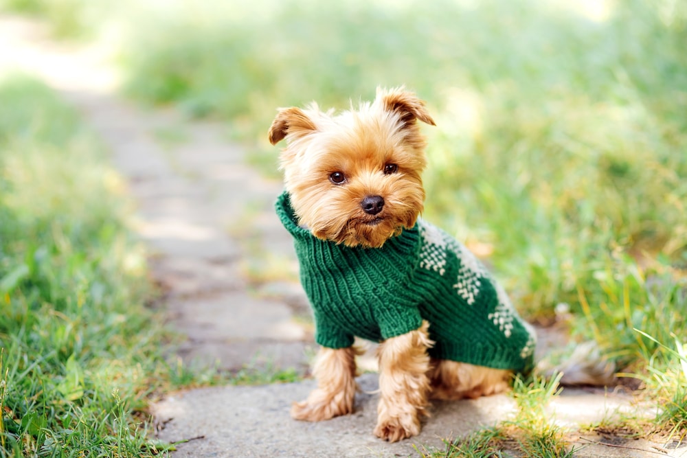 A small dog sitting on a path in human clothes.