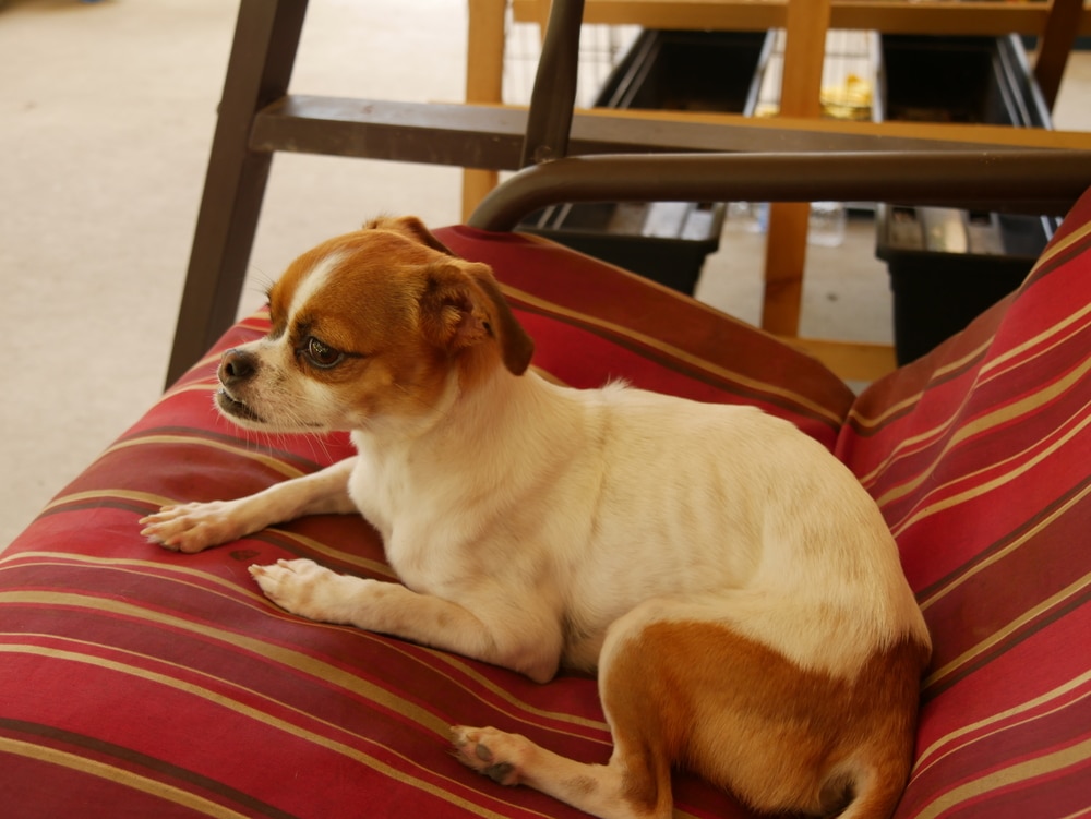 An underweight dog sitting on a couch.