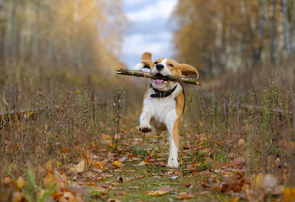 A dog running outside with a stick in its mouth.