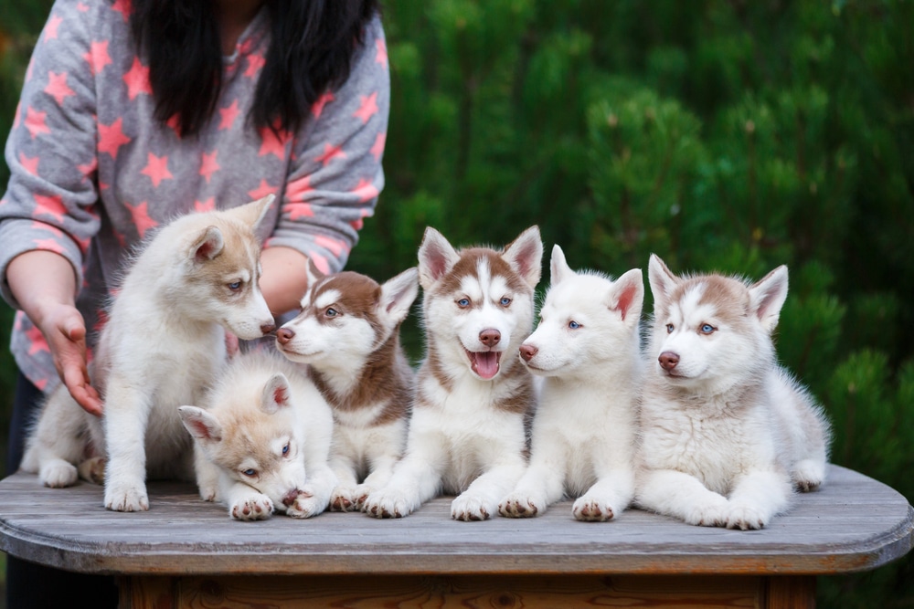 A dog breeder with a littler of dogs on a table.